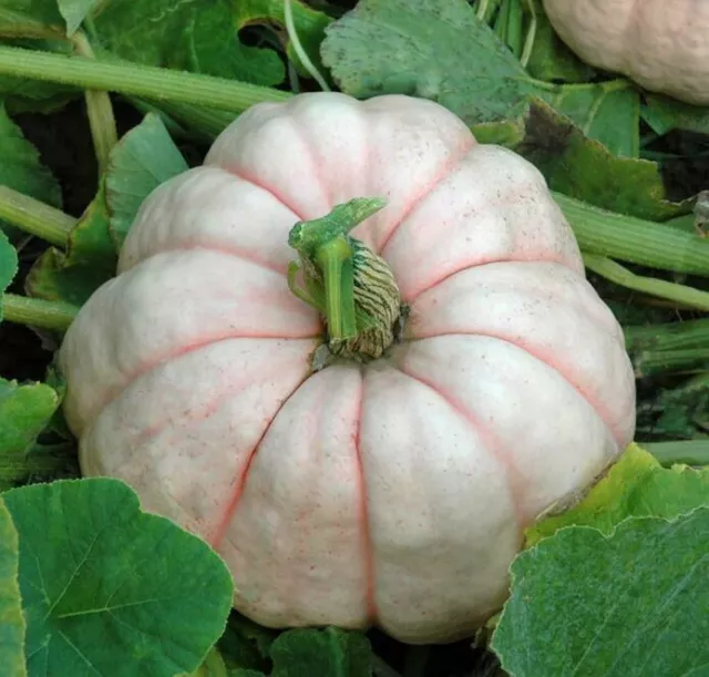 6 ORGANIC SEEDS HEIRLOOM STRAWBERRY SQUASH PUMPKIN Disease Resistant BIO