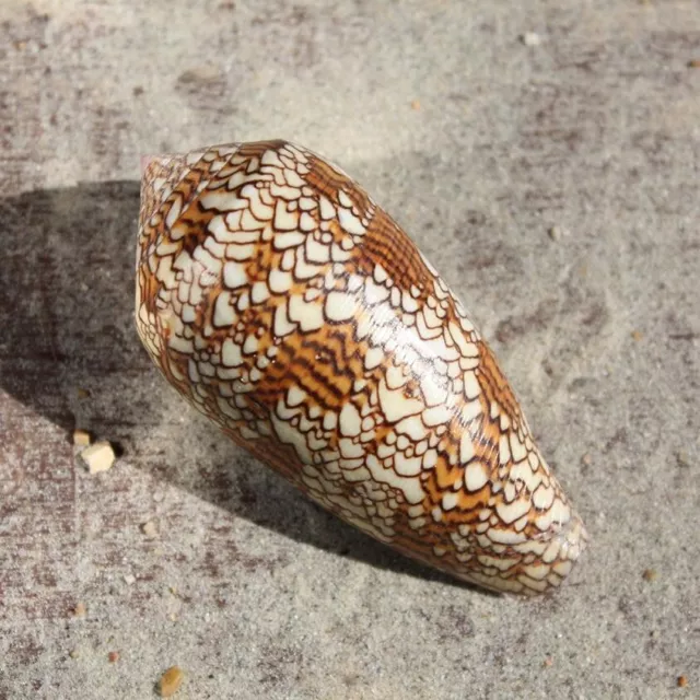 Textile Cone Seashell | Conus Textile 9cm | Beach Shells | Natural Decor