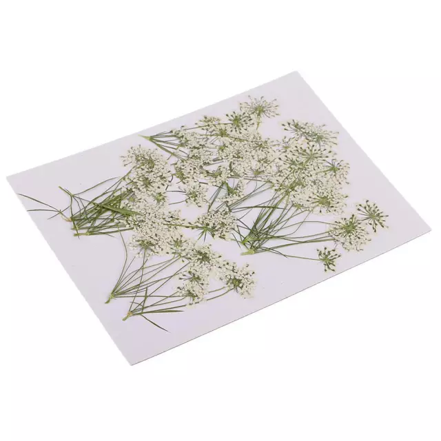 10x White Lace Flower Natural Real Pressed Dried Flower for DIY Card Making