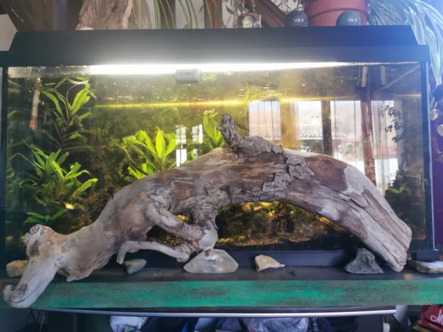 Magnifique souche en bois flotté pour aquarium - Dauphin naturel  - 63*20cm