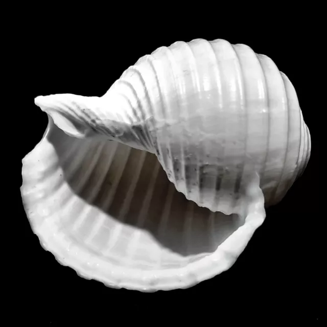 Tonna White Shell 8-10cm seashell for crafts or aquariums