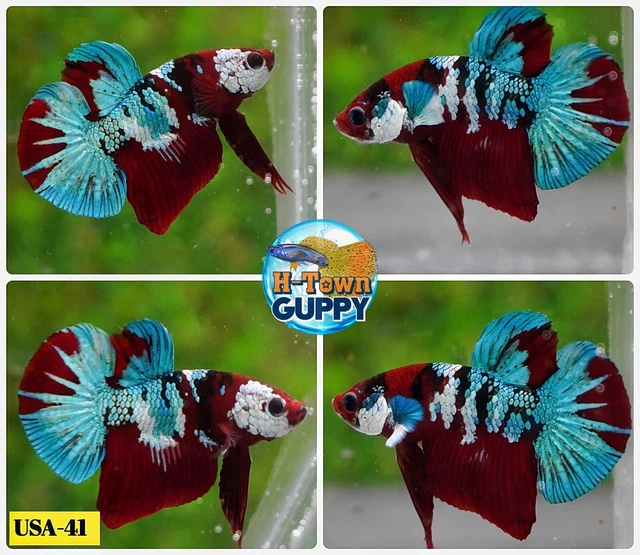 USA41 - Live Betta Fish - High Quality Grade -  Red Blue Galaxy Koi
