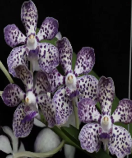 orchid 3x Vanda varieties in Dark Purple Tones - See description for names