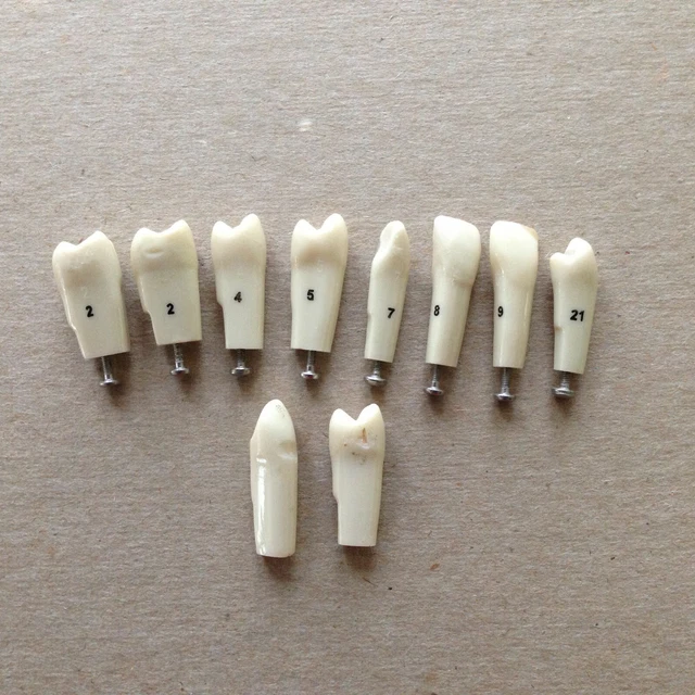Typodont Teeth Lot Of 10 #s 2 4 5 7 8 9 21 Unumbered (2) Dental School Lab