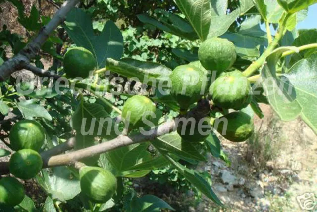 Feige ** Ficus carica ** mediterrane Frucht 10 frische Samen Balkon Kübel