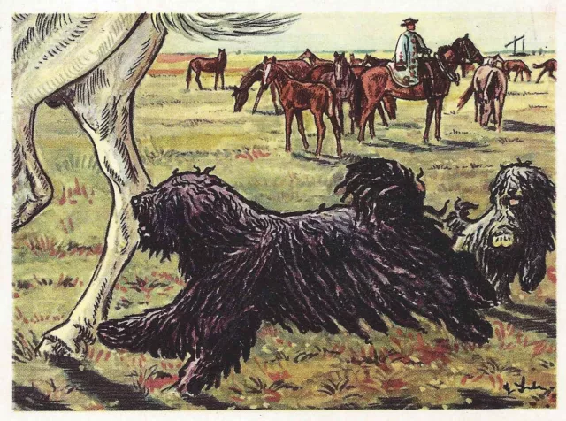 1952 Dog Art Print Card Austria Tobacco Company Bildwerk PULI PULIK PUMI PUMIK