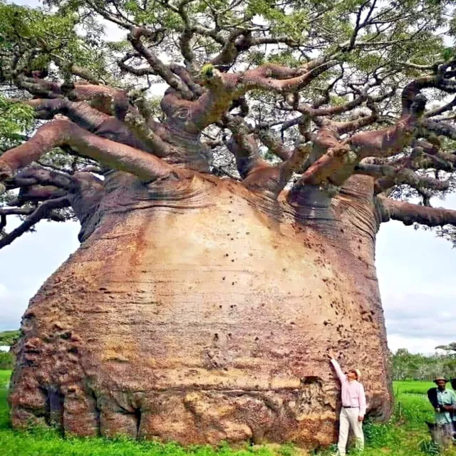 5 Baobab Seeds Adansonia digitata "Tree of Life" Rare Monkey Bread Bonsai Plant