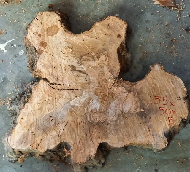 Rustic Olive Tree Root Slice Wood slice slab 4 epoxy  55x50x5 cm natural