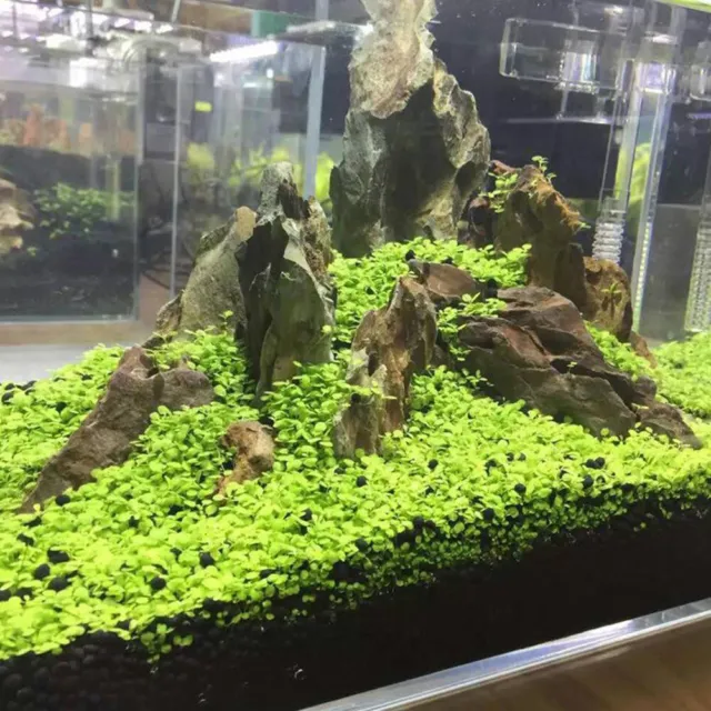 1x Aquarium Plant Seeds Fish Tank Aquatic Water Grass Foreground Easy Plants 5g