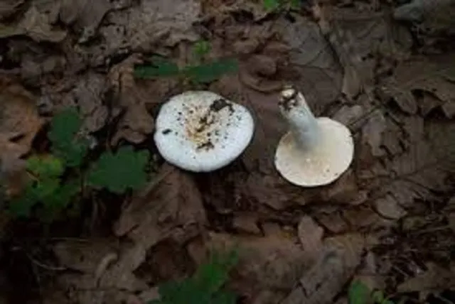 Milk Cap mushroom Lactarius piperatus Mycelium 10.000 + fresh seeds Spores $10,