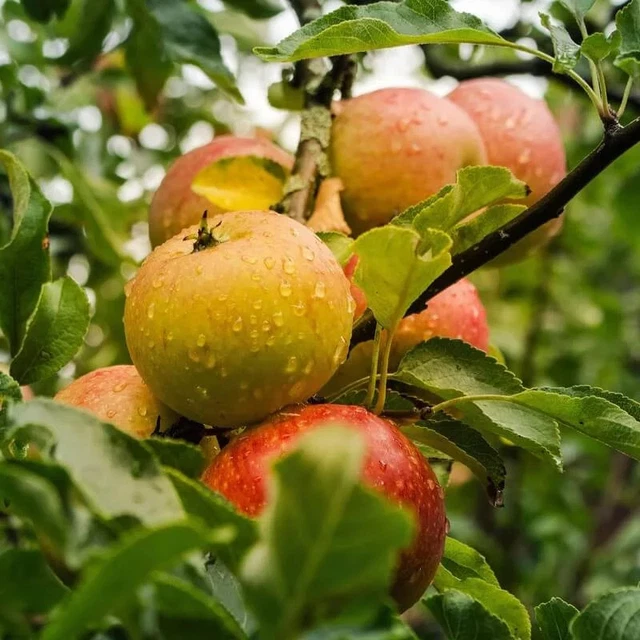Images Châtaignier Commun - Images De Plantes Et De Jardins