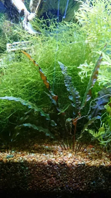 Cryptocoryne Wendtii Brown Aquatic Live Aquarium Plants 4 stems+