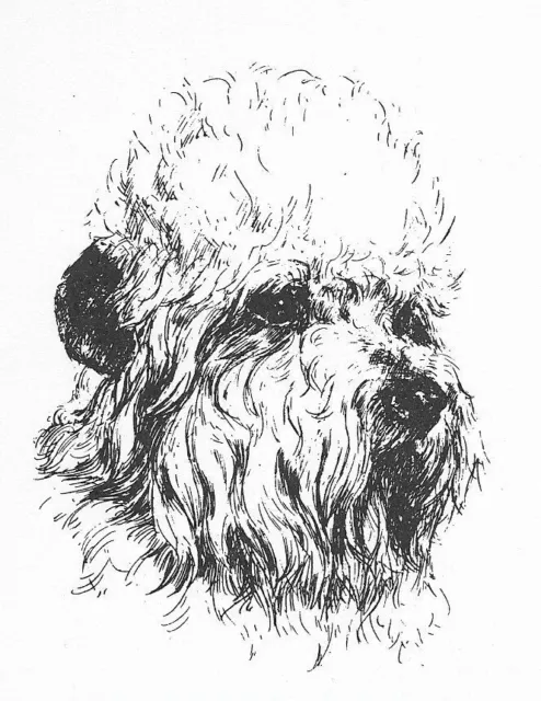 Dandie Dinmont Terrier #1 - CUSTOM MATTED - 1963 Vintage Dog Art Print 0507 CLD