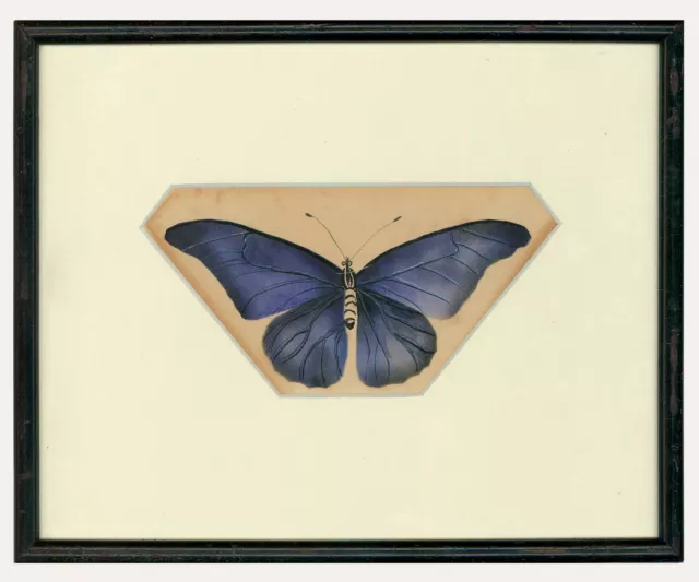 Framed Late 19th Century Watercolour - Blue Morpho