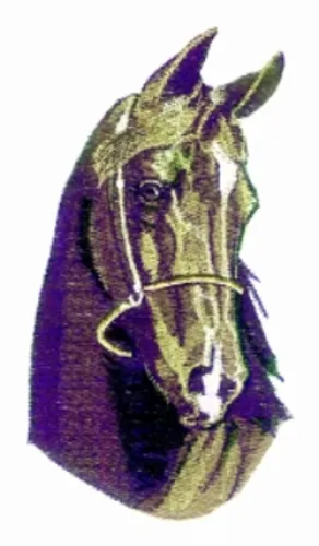Embroidered Sweatshirt - Stallion Horse BT3730 Sizes S - XXL