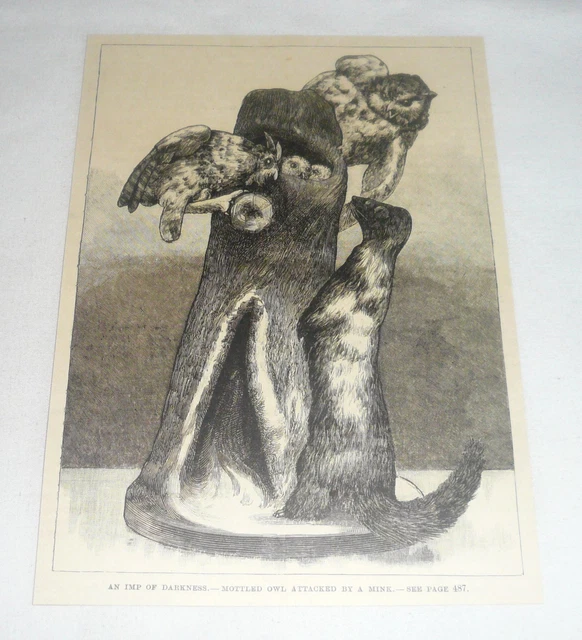 1887 Rivista Incisione~a Venature Gufo Attacked Da Mink
