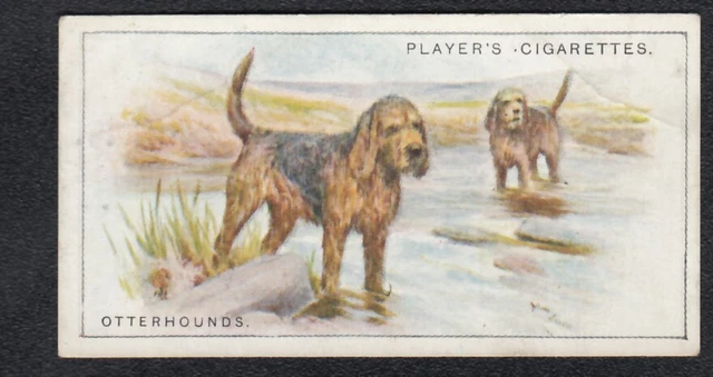 OTTERHOUNDS Vintage 1925 Dog Painting Card
