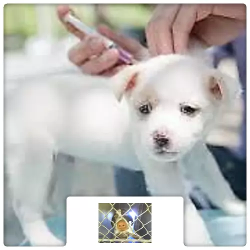 $15 Charitable Donation For: Life saving vaccination for a homeless pet