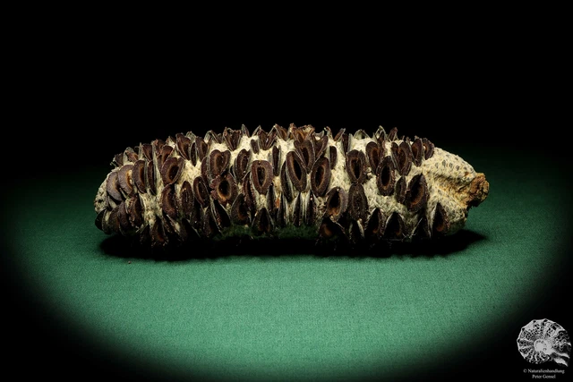 Banksia littoralis Australia plantas de árbol de plata recientes frutos secos especie