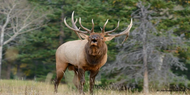 Elk Calling Photo License Plate - LPO616 Elk Calling Photo License Plate - LPO616