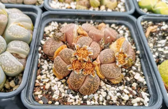 FARBE LITHOPS MIX saftig EXOTISCH lebende Steine Samenpflanze 50 SAMEN + GESCHENK 2