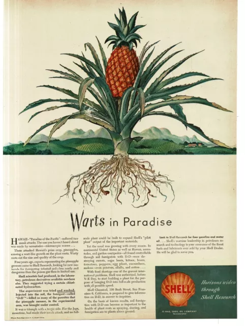 1945 Shell Oil Company Research Pineapple Plant Vintage Print Ad