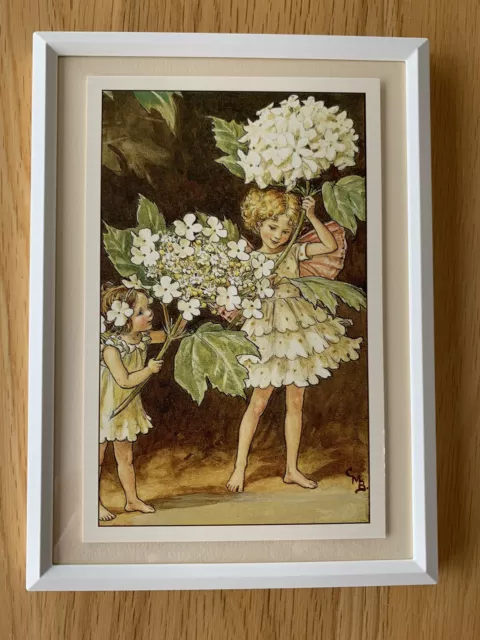 Flower Fairies framed print - 'The Guelder Rose Fairy' - Cicely Mary Barker