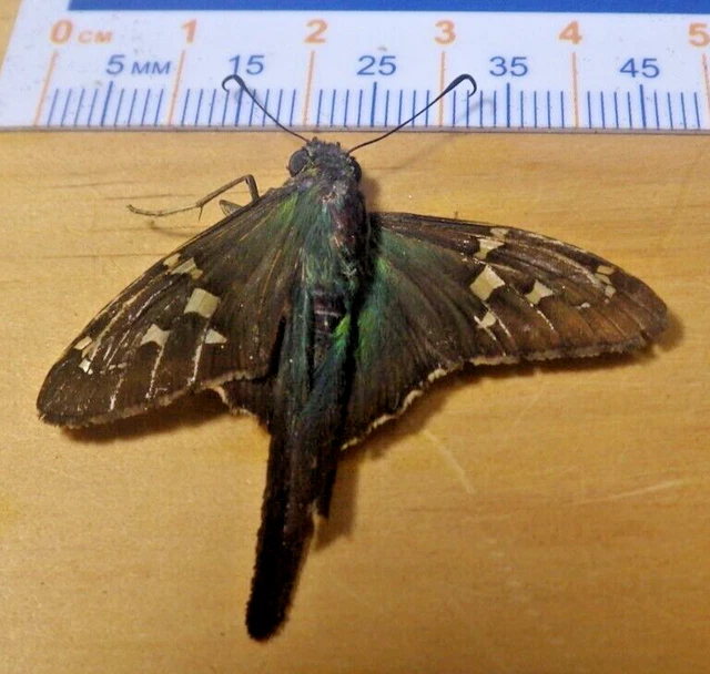 Long-Tailed Skipper Urbanus proteus Hesperiidae Lepidoptera Southeast Texas F229