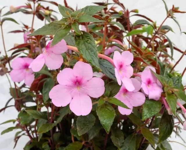 Achimenes Peach Blossom Rosa Schiefteller  (5 Stück) Rhizome