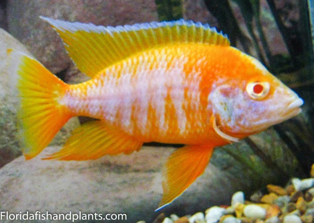 Albino Sunshine Peacock Aulonocara Cichlid, Guaranteed