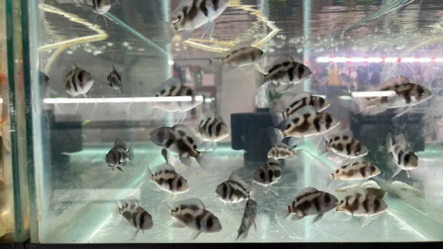 2 BLACK WIDOW FRONTOSAS -2”-2.5” Live Tropical Aquarium Fish