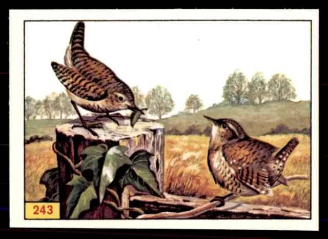 Panini Birds 1978 - Wren (Perching Birds) No. 243