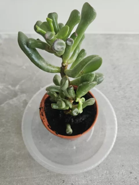 Rooted Crassula Ovata Gollum, Tubular Leaf Jade Plant