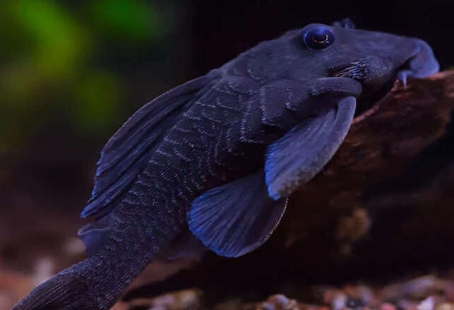 L239 Blue Panaque Pleco 3" live fish FREE SHIPPING