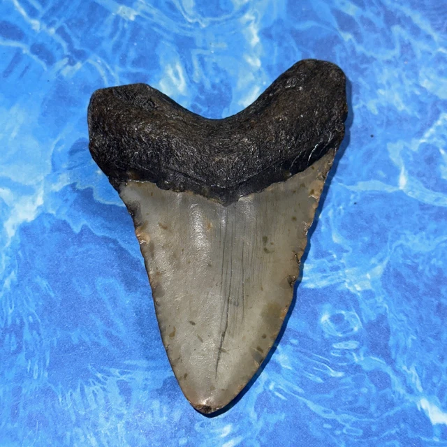 Megalodon Shark Tooth 3.72” Huge Teeth Big Meg Scuba Diver Direct Fossil Nc 8119 4