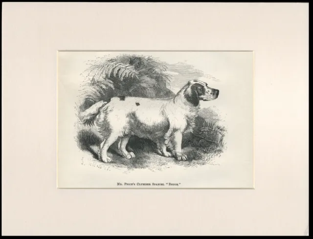 Clumber Spaniel Rare Antique 1878 Named Dog Print Engraving Ready Mounted