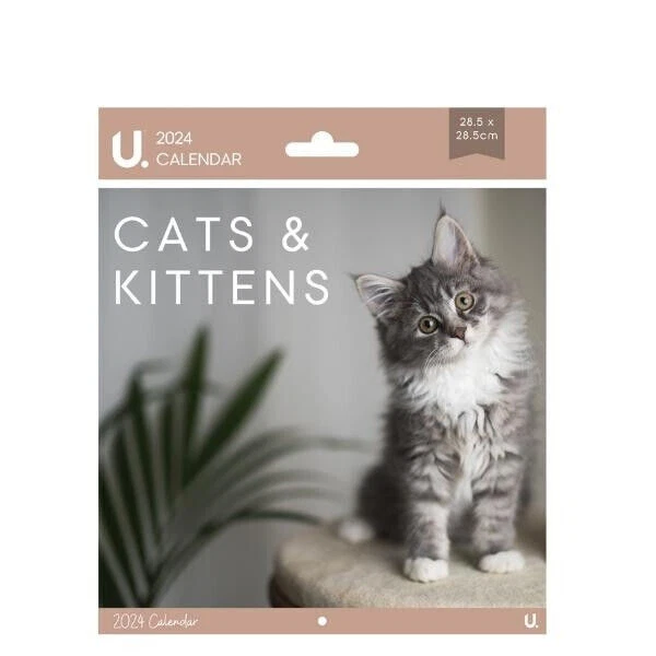 SINGLE 2024 WALL Square Calendar Cats & Kittens Calendar 28.5 x 28.5cm