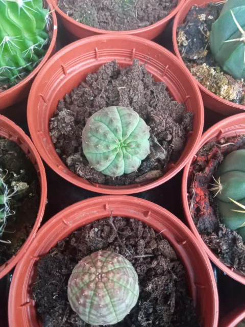 Euphorbia obesa mini 1-2 cms aprox Planta joven Suculenta de colección