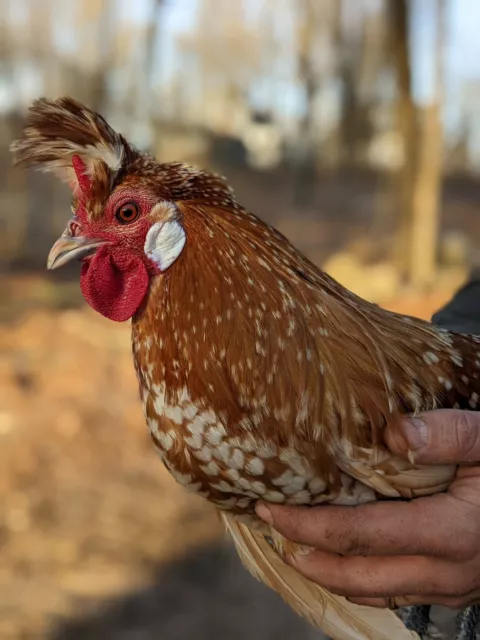 Chamois Spitzhaubens Fertile Chicken Hatching Egg 6+