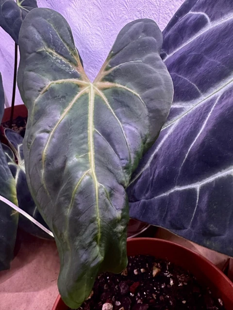 Anthurium papillilaminum  FS✖️blue Anthurium Blue Papillilaminum x Fort Sherman – ANTHURARIUM