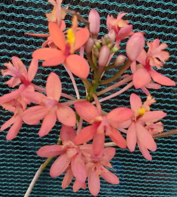 ORCHID EPIDENDRUM - PLANT # 1 - Salmon coloured Flowers -Sent as bare root