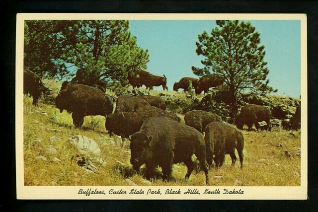 Prateria Piena Del Bisonte Immagine Stock. Immagine Di Grande - 150075657 - Foto 10