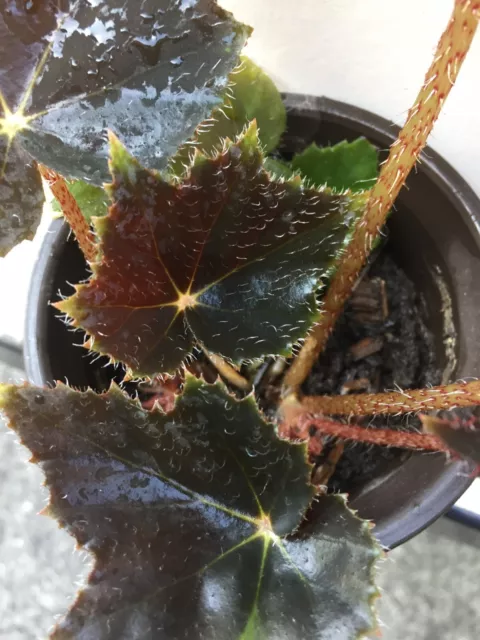 Begonia 'Bill Morris Plant' - Rhizomatous Begonia 3