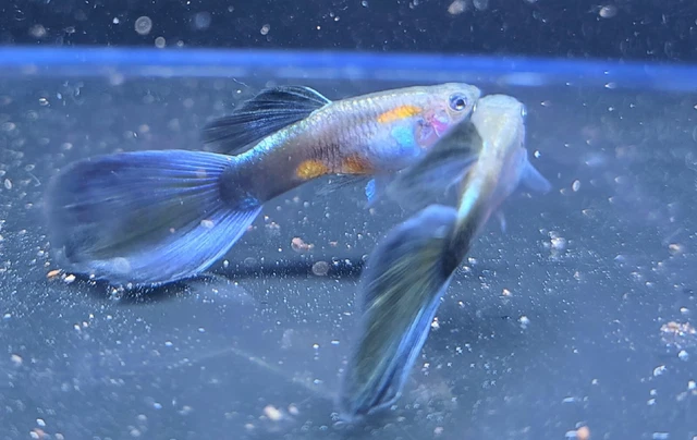 American Dark Purple Fancy Guppies American Dark Purple Fancy Guppies
