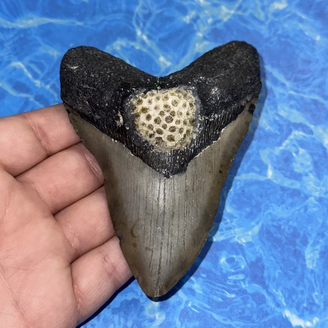 Megalodon Shark Tooth 4.37” Huge Teeth Big Meg Scuba Diver Direct Fossil Nc 8115