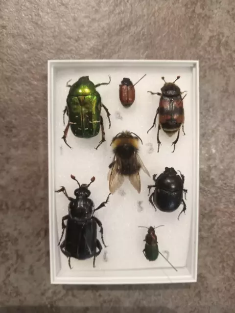 Seven great british insects mounted in a perspex display box.