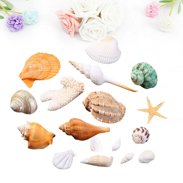 Conque De L'océan Coquille De Mer De Plage De Sable Miniature