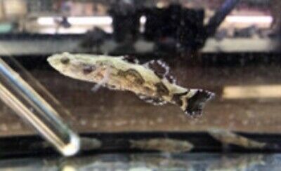 Marbled Goby