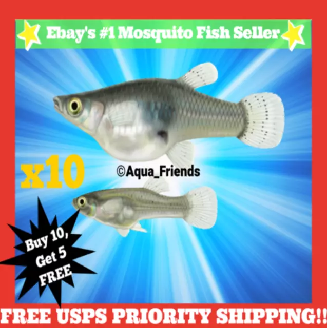 x15 LIVE Gambusia MOSQUITO FISH Aquarium Koi Pond Feeder Guppy Fish FOOD Minnows x15 LIVE Gambusia MOSQUITO FISH Aquarium Koi Pond Feeder Guppy Fish FOOD Minnows
