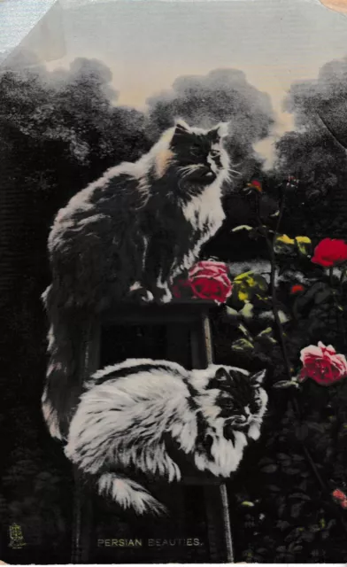 Persian beauties (2 cats) - Tuck Rapholette  post card 1911